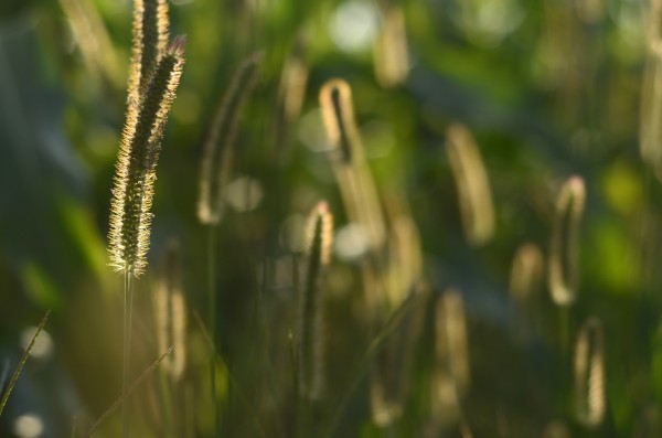 Glowing field grass by Codrina Miculit